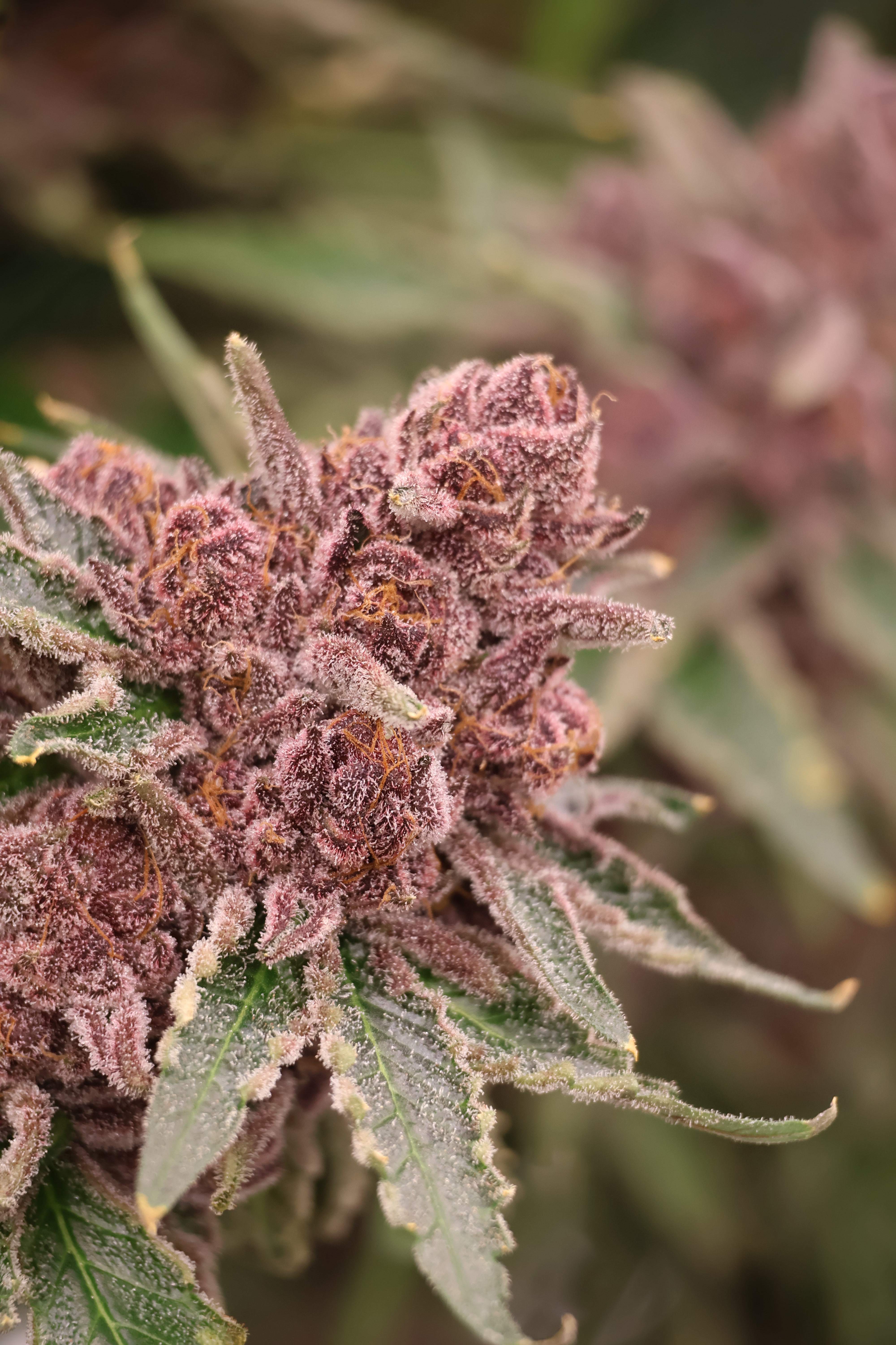 Premium cannabis cultivation at SublimeCulture